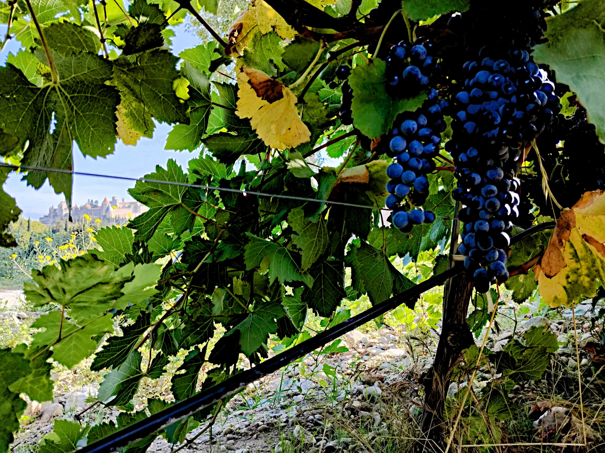 vendanges 2025, cité de carcassonne, domaine du lycée Charlemagne