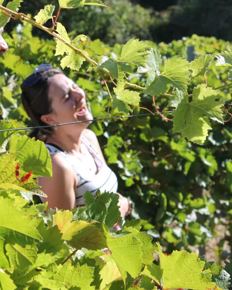 joie des vendanges